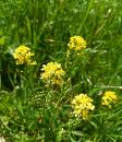 gewoehnliches Barbarakraut - Winterkresse (Barbarea vulgaris)