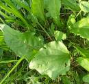 gewoehnlicher Breitwegerich (Plantago major)