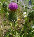 gewoehnliche Kratzdistel (Cirsium vulgare)