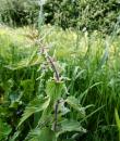 Grosse Brennnessel (Urtica dioica)