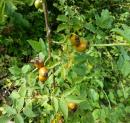 Hundsrose Hagebutte (Rosa canina) Hagedorn 