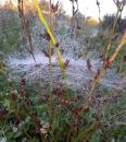 Spinnennetz taubenetzt im Herbst