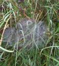 Spinnennetz taubenetzt im Herbst