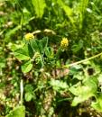 Hopfen-Luzerne, Gelbklee oder Hopfenklee (Medicago lupulina)