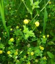 Hopfenluzerne (Medicago lupulina) Gelbklee, Hopfenklee