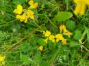 gewoehnlicher Hornklee (Lotus corniculatus)