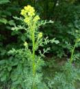 Jakobs Greiskraut (Jacobaea vulgaris) Jakobs-Kreuzkraut