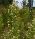 kanadisches Berufkraut (Conyza canadensis) Katzenschweif