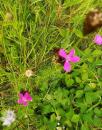 Kartaeuser-Nelke (Dianthus carthusianorum)