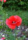 Klatsch-Mohn, Mohnblume (Papaver rhoeas)