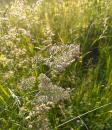 Knaulgras (Dactylis glomerata) Wiesen-Knaeuelgras