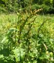 Krauser Ampfer (Rumex crispus)