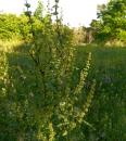 Krauser Ampfer (Rumex crispus)