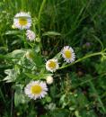 Kuestenkamille (Tripleurospermum) Korbbluetler