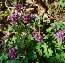 gefingerte Lerchensporn (Corydalis solida)