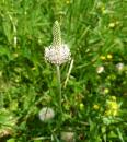 Mittlerer Wegerich (Plantago media) 