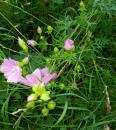 Moschus Malve (Malva moschata) Abelmoschus