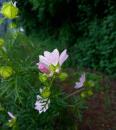 Moschus Malve (Malva moschata) Indische Hibiscus-Malve