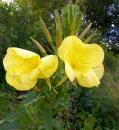 Nachtkerze (Oenothera)