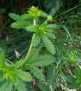 norwegisches Fingerkraut (Potentilla norvegica)