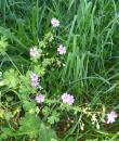 Pyrenaeen-Storchschnabel (Geranium pyrenaicum)