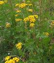 Rainfarn (Tanacetum vulgare), Wurmkraut