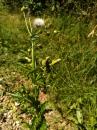 Rauhe Gaenseldistel (Sonchus asper)