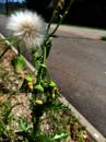 Rauhe Gaenseldistel (Sonchus asper)