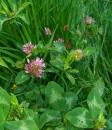 Wiesenklee oder Rotklee (Trifolium pratense)