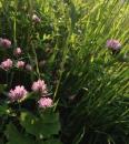 Wiesenklee (Trifolium pratense), Rotklee 