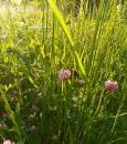 Wiesenklee (Trifolium pratense) Rotklee 