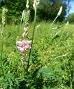 Saat-Esparsette  (Onobrychis viciifolia)