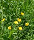 scharfer Hahnenfuss - giftig (Ranunculus acris)
