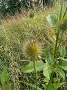 schlanke Karde (Dipsacus strigosus)