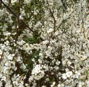Schlehe (Prunus spinosa)