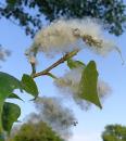 Schwarz-Pappelflaum, Pappelwolle, flauschiger Samen der Pappel (Schnee im Mai)