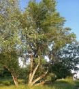 Schwarz-Pappel (Populus nigra), Saarbaum, Saarbuche