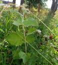 Silberpappel (Populus alba)