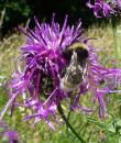 Skabiosen-Flockenblume (Centaurea scabiosa) 