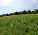 Tolle Sonnenblumen (priv. Feld eines Bauern am H.-S.-Weg)