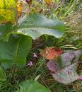 Stumpfblaettriger Ampfer (Rumex obtusifolius), Alpen-Ampfer