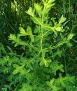 Echtes Johanniskraut oder Tuepfel Hartheu (Hypericum perforatum)