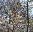 Vogelkirsche (Prunus avium) 