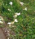 weisse Lichtnelke Silene latifolia