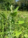 weisser Gaensefuss (Chenopodium album)