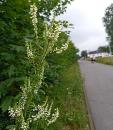 weisser Steinklee (Melilotus albus)