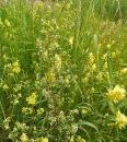 Wiesen-Labkraut (Galium mollugo), Weisses Waldstroh, Grasstern, Gemeines Labkraut