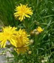 Wiesen-Pippau (Crepis biennis)