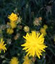 Wiesen-Pippau (Crepis biennis)