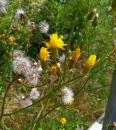 Wiesen Pippau (Crepis biennis)